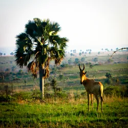 hartebeest_8576229685_o.jpg
