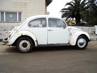 beetle_254007974_o.jpg