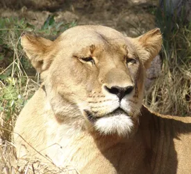 lioness_2858694998_o.jpg