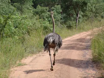running-ostrich_192683457_o.jpg