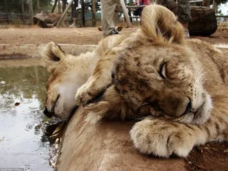 sleeping-baby-lions_437368455_o.jpg