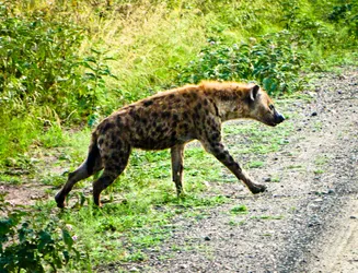 hyena_8280408133_o.jpg