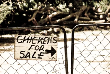 chickens-for-sale_4100509622_o.jpg