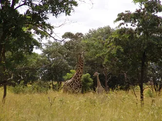 giraffes_192683115_o.jpg