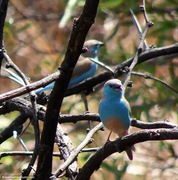 two-blue-birds_440814615_o.jpg