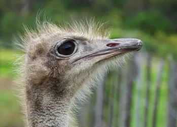 female-ostrich_1267666094_o.jpg