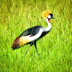 crested-crane_8281546942_o.jpg