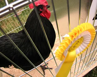 a-prize-winning-cock_4781085492_o.jpg