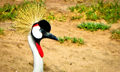 ugandan-crested-crane_8280333509_o.jpg