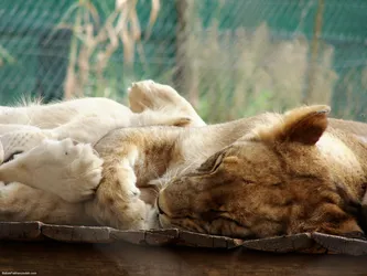 sleeping-lions_437362073_o.jpg