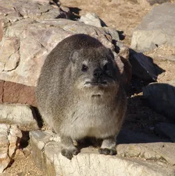 roch-hyrax_2862409391_o.jpg