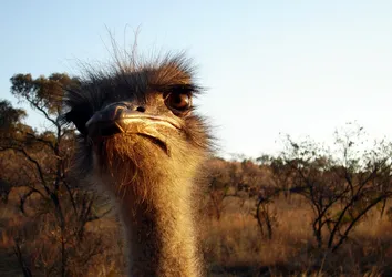 ostrich_226990210_o.jpg