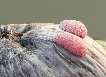 frog-eggs-on-a-floating-coconut_2285782658_o.jpg