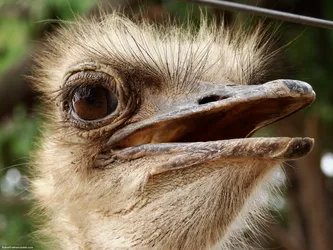ostrich-close-up_437361048_o.jpg
