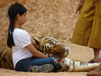 girl-with-a-tiger-on-her-lap_2153588847_o.jpg