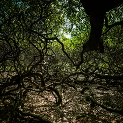 the-largest-cashew-tree-in-the-world_51527551788_o.jpg