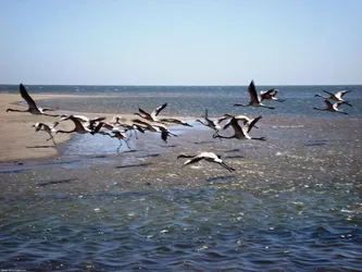 flying-flamingoes_253990672_o.jpg