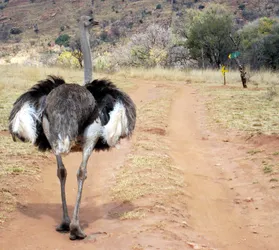 ostrich_226981533_o.jpg