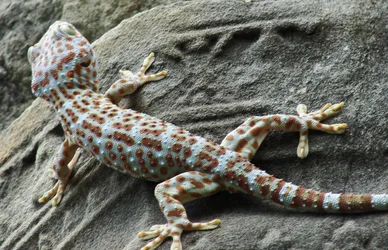colored-gecko_2961859922_o.jpg
