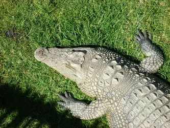 croc_351590980_o.jpg