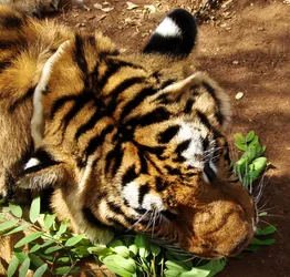 tigers-eat-leaves_2154345428_o.jpg