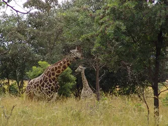 giraffes_192683314_o.jpg
