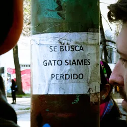 looking-for-a-lost-siamese-cat_14391488801_o.jpg