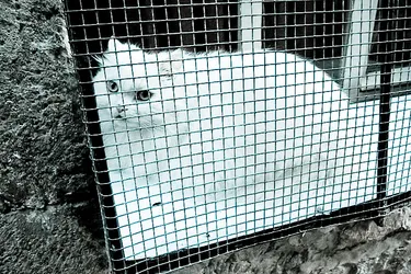 cat-behind-bars_2353739666_o.jpg
