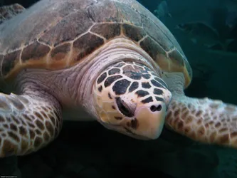 turtle_254007439_o.jpg