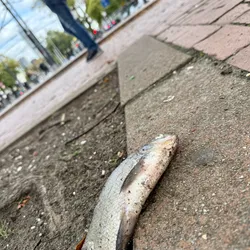 the-fish-on-the-street_54131431900_o.jpg