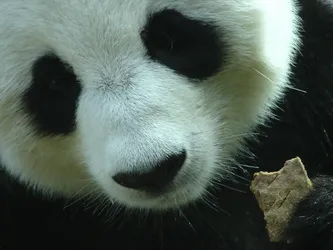 panda-close-up_1813893498_o.jpg