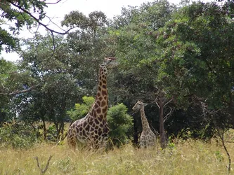 giraffes_192683206_o.jpg