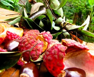 lychees_3583628543_o.jpg