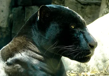 the-panther_2766650617_o.jpg