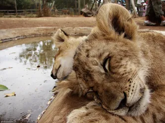 sleeping-lions_437366628_o.jpg