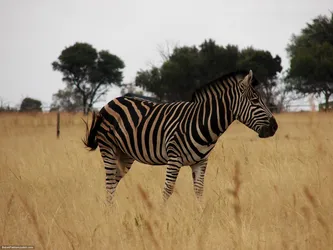 zebra_437367936_o.jpg