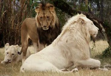 a-group-of-lions_437370435_o.jpg