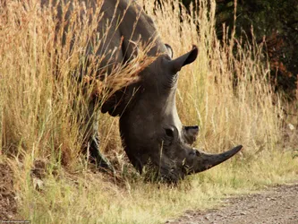 rhino_440579769_o.jpg