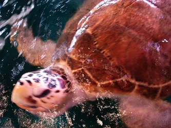 turtle_254007884_o.jpg