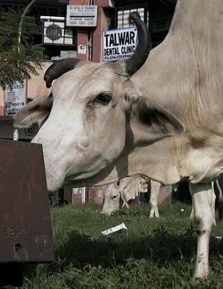 cow_2330780215_o.jpg