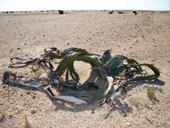 welwitschia_254039786_o.jpg