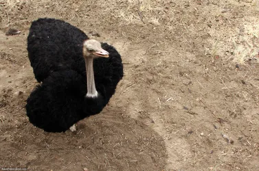 ostrich_437365198_o.jpg