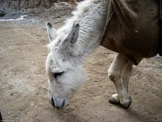 donkey_323078136_o.jpg