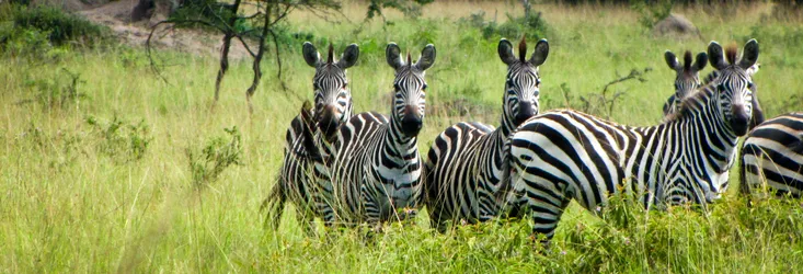 zebras-crossing_8280498579_o.jpg