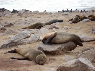 cape-cross-seal-reserve_254008239_o.jpg