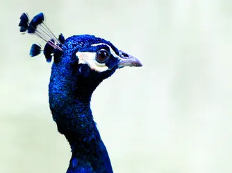 peacock-in-blue_3915667955_o.jpg