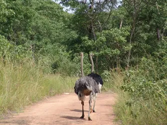 two-running-ostriches_192683385_o.jpg