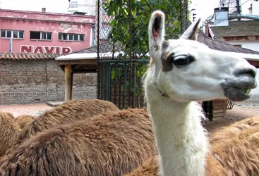 suspicious-llama-is-suspicious_4878692598_o.jpg