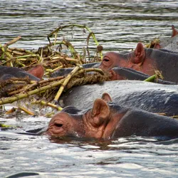 a-school-of-hippos_8281084794_o.jpg