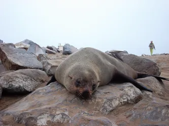 cape-cross-seal-reserve_254008524_o.jpg